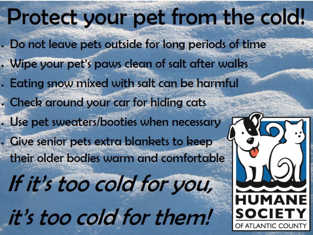 cold-weather-safety-tips-humane-society-of-atlantic-county